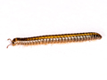 Brachyiulus pusillus